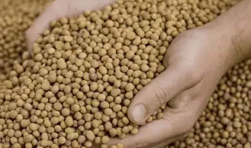 Soja e trigo: confira os preços nesta quarta (12)
