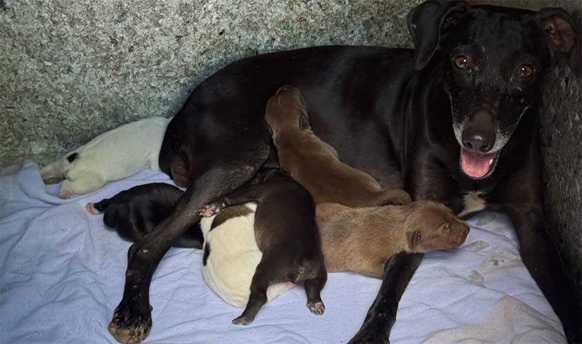 Acolhimento garante cuidados a cadela e seis filhotes