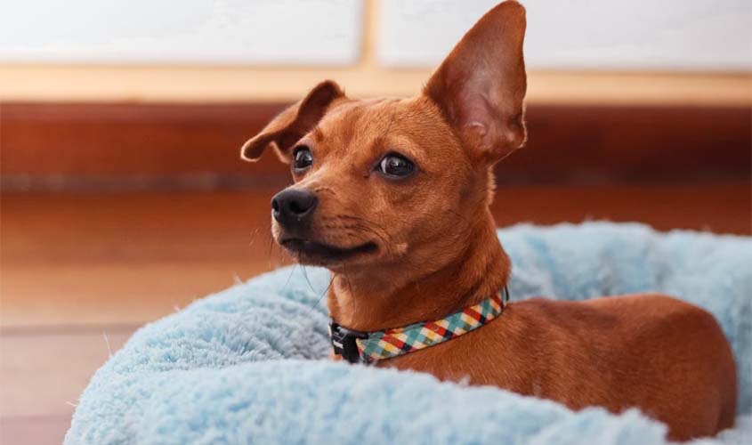 Displasia em cães: cama adequada alivia dores articulares