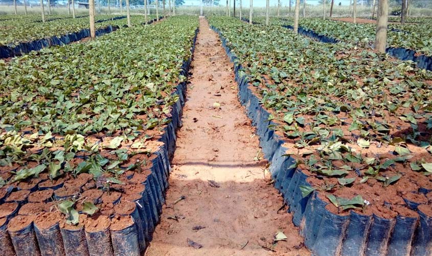 Parceria entre Emater e prefeitura incentiva produtores rurais de Espigão do Oeste a plantar café clonal