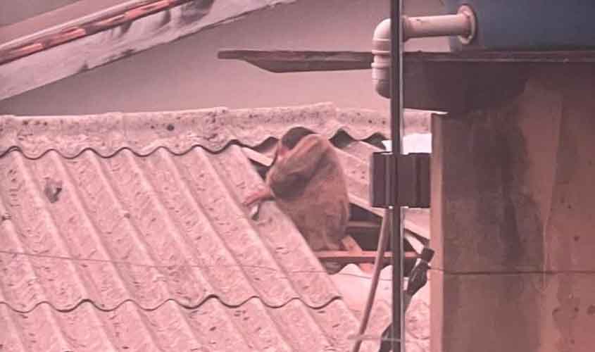 Invasor é preso após ser flagrado entrando em residência pelo telhado