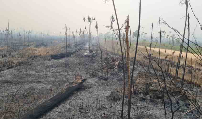 Governo de RO intensifica ações de proteção ao meio ambiente através de perícias em crimes ambientais