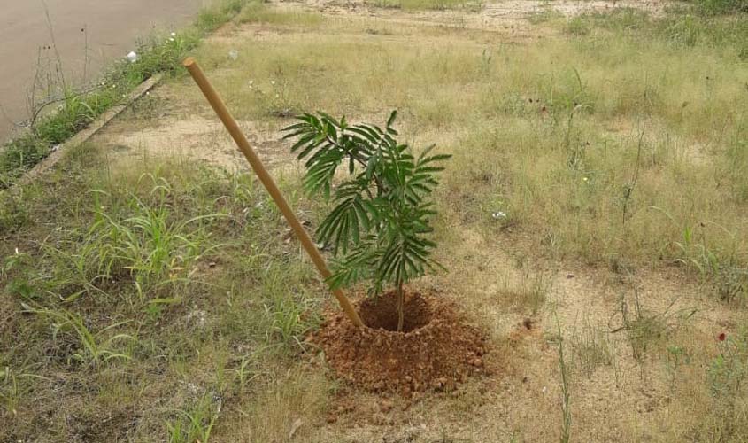 Sema inicia o projeto Calçada + Verde