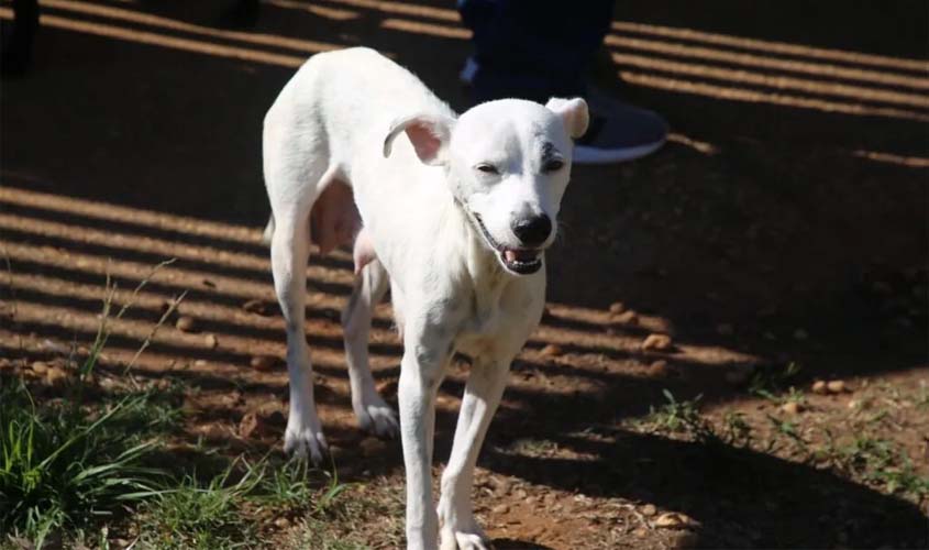Município receberá ações do projeto Castra+Rondônia