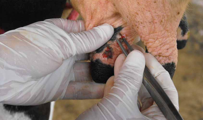 Notificações sobre suspeitas de varíola bovina devem ser realizadas para evitar epidemia em Rondônia