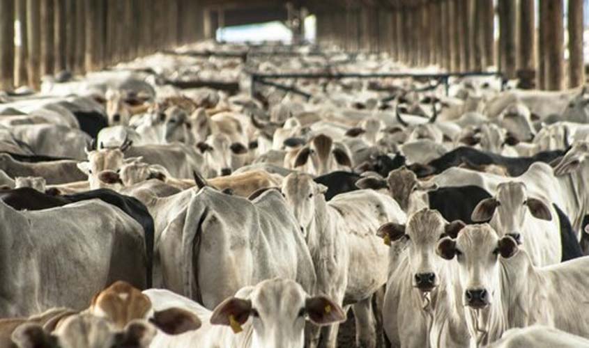 INDICADORES: preço do boi gordo inicia a segunda-feira (13) com alta de 1,95%