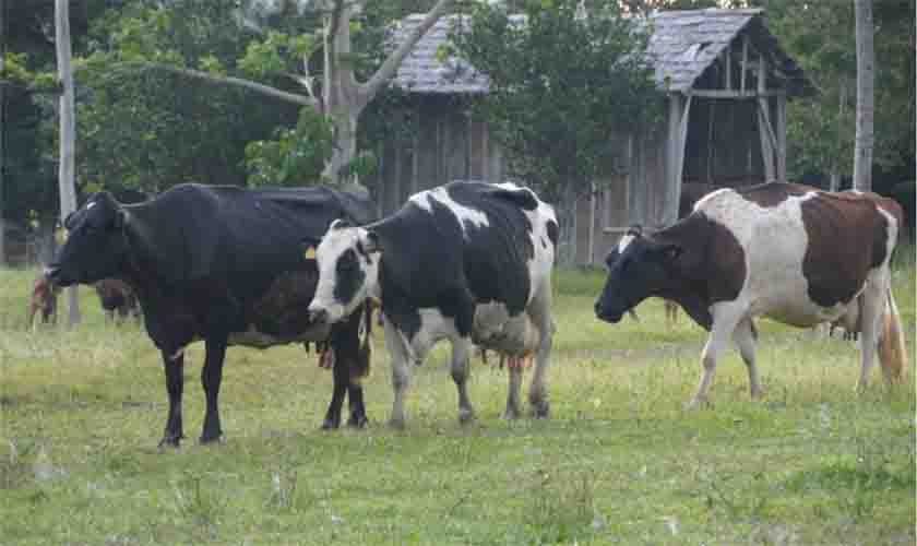 Técnica orientada pela Emater a pecuaristas gera aumento na produção de leite, em Rondônia