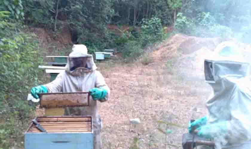 Prefeitura de Porto Velho vai regularizar a criação de abelhas sem ferrão