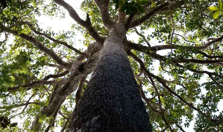 Nova Lei Geral de Licenciamento Ambiental compromete autonomia municipal, alerta CNM