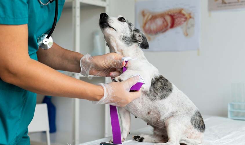 Prefeitura abre processo seletivo para a contratação de médicos veterinários