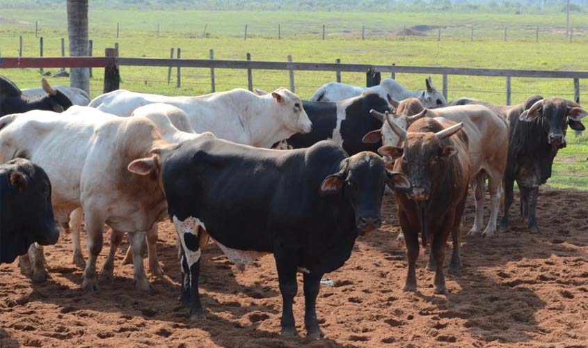 Vacinação contra febre aftosa começa no domingo em Rondônia; produtores têm até 22 de novembro para declarar