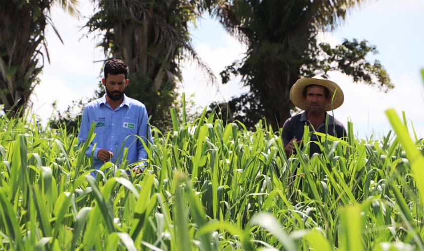 RO investe em consultoria para fortalecer pecuária leiteira