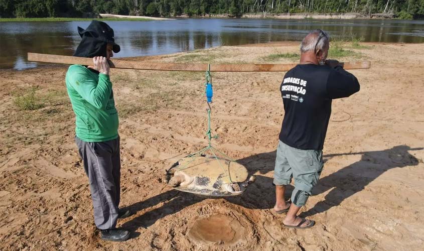 Parque Corumbiara reforça proteção à tartaruga-da-Amazônia