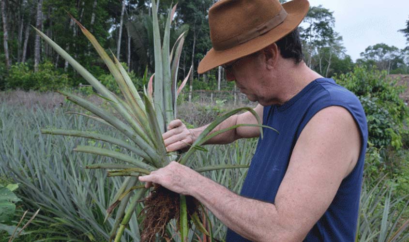 Com novas tecnologias abacaxi pode ser produzido o ano inteiro em Rondônia