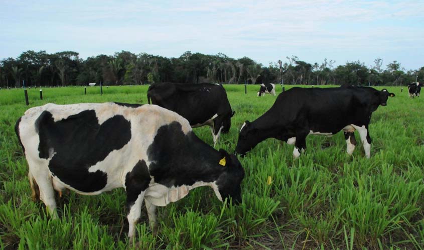 Simpósio em Ouro Preto do Oeste discutirá técnicas para melhoria no manejo de pastagens