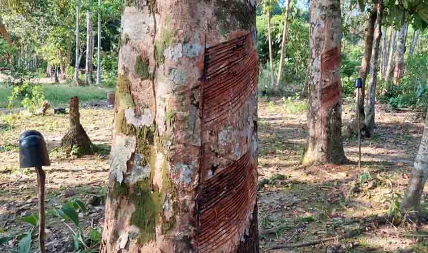 Cadeia da borracha impulsiona geração de renda na área de influência da BR-319