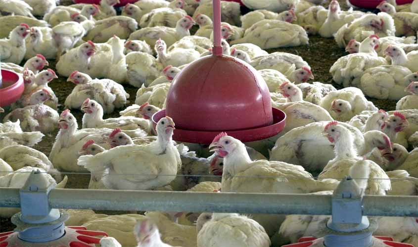 Anvisa proíbe venda de lotes de frango da Perdigão