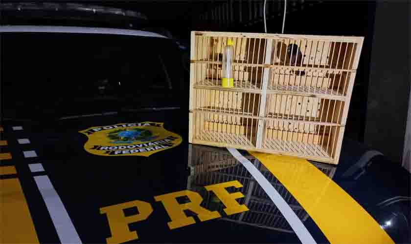 Em Ji-Paraná/RO, PRF flagra transporte ilegal de animais silvestres