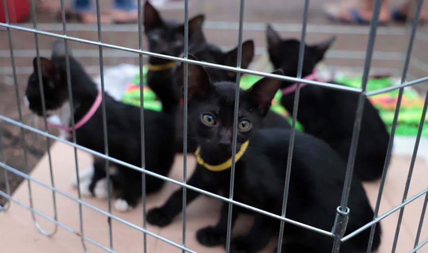 Prefeitura realiza feira para adoção de pets no Parque da Cidade