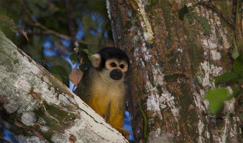 Instituto Mamirauá lança campanha de financiamento coletivo para conservar o macaco-de-cheiro-de-cabeça-preta