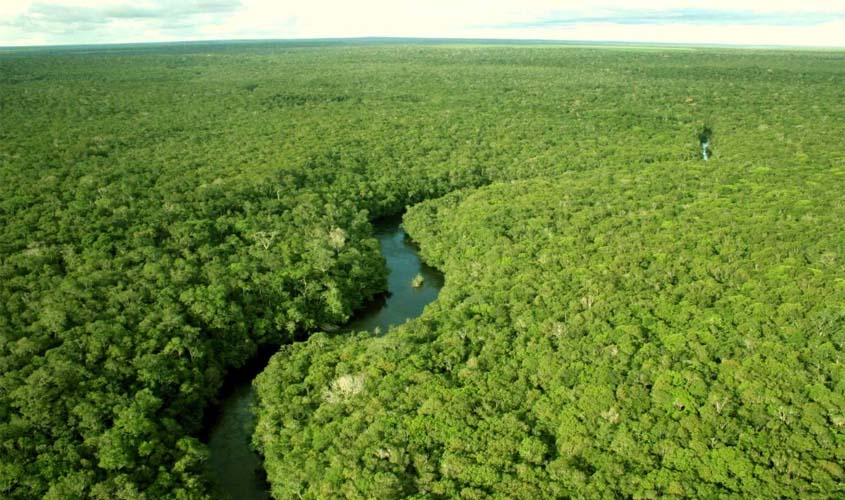 Bolsonaro desautoriza operação em andamento do Ibama contra madeira ilegal em Rondônia
