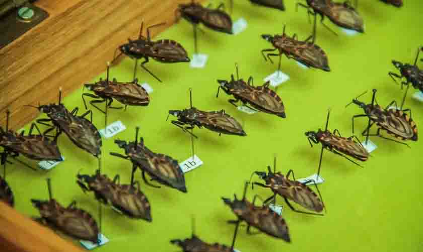 No Dia Mundial de Combate à Doença de Chagas, Agevisa orienta sobre prevenção contra o inseto vetor