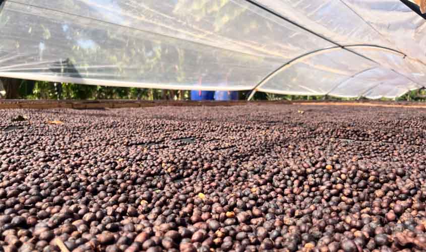 Governo de RO celebra Dia Mundial do Café com avanços, valorização e ações para produtor