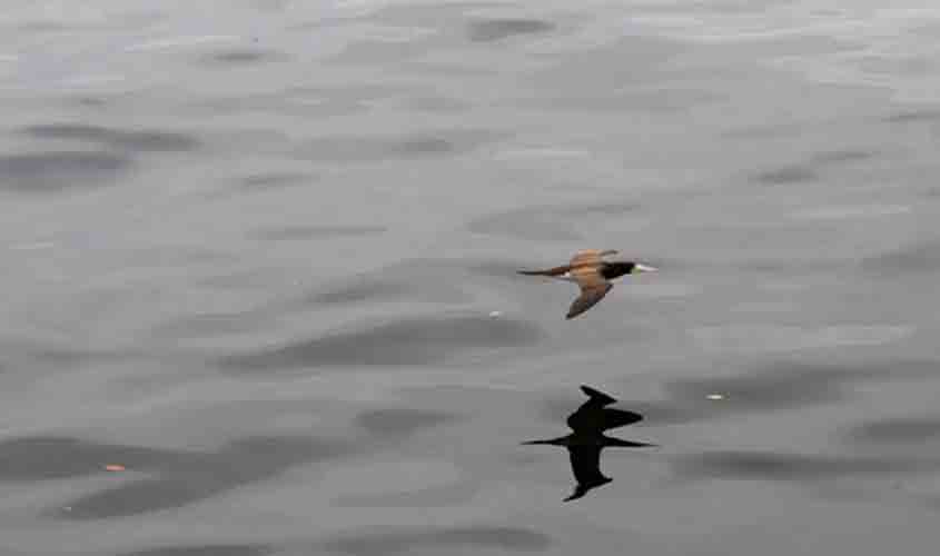 Estado de emergência zoossanitária por gripe aviária foi prorrogado por mais 180 dias