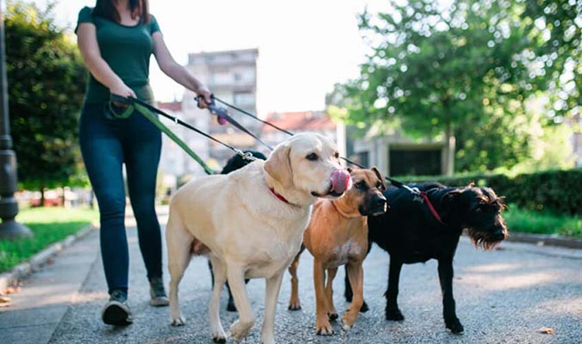 Dog walkers: uma nova e curiosa profissão!