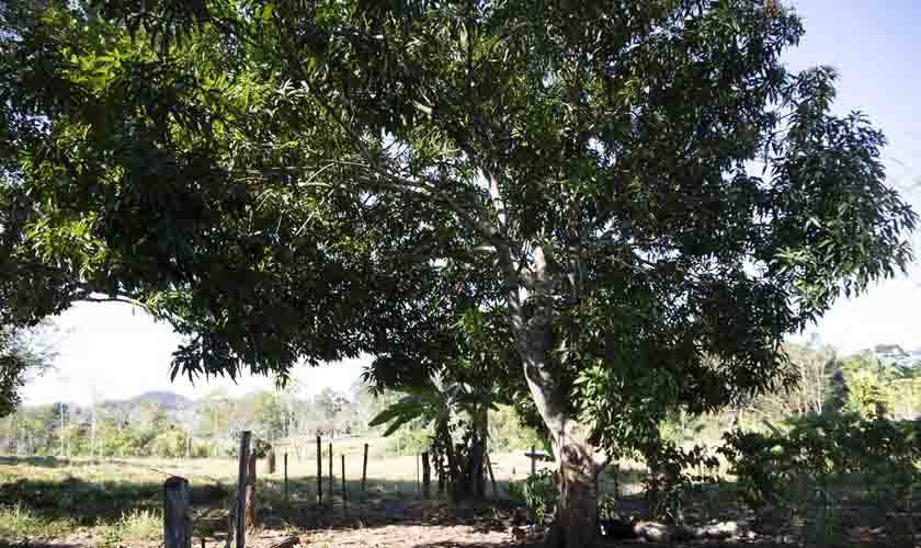 Mais de 5,8 milhões de árvores plantadas em projetos de reflorestamento em Rondônia