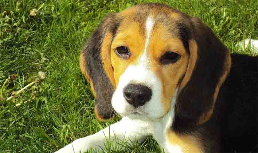 Beagle: venha saber tudo sobre a raça tão amada