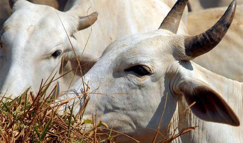 IBGE: cresce abate de bovinos, suínos e frangos