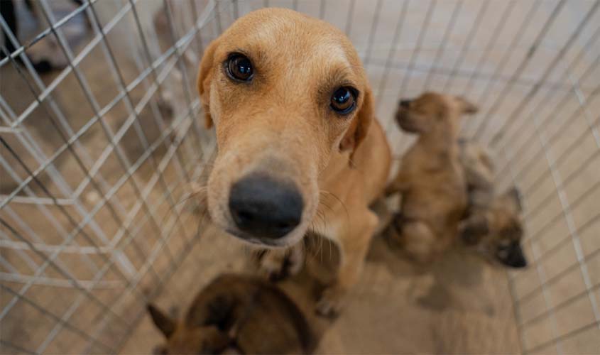 Credenciamento amplia proteção animal em Porto Velho