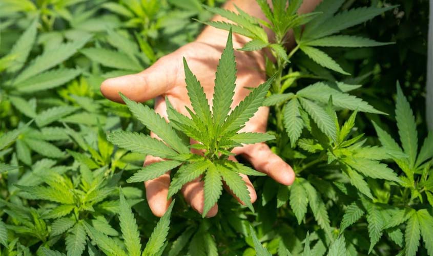 Terceira Seção garante salvo-conduto penal para cultivo de cannabis com finalidade medicinal