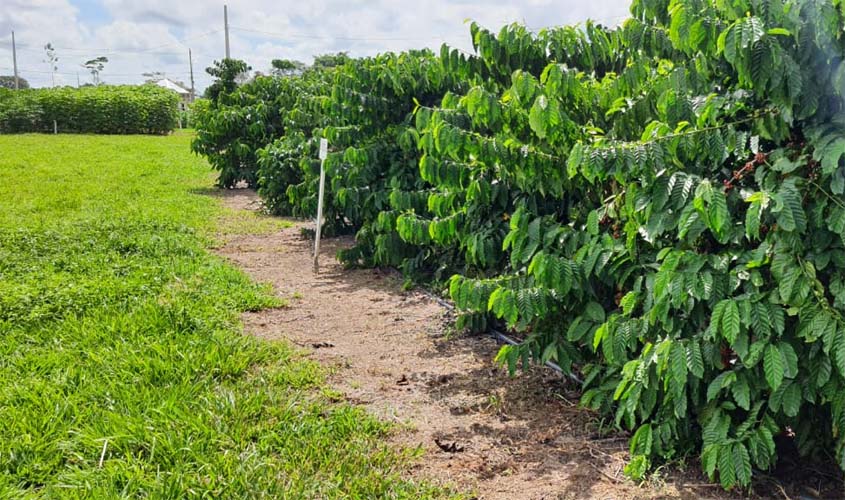 Produção de café em Rondônia tem aumento de 24,1% entre 2021 e 2022