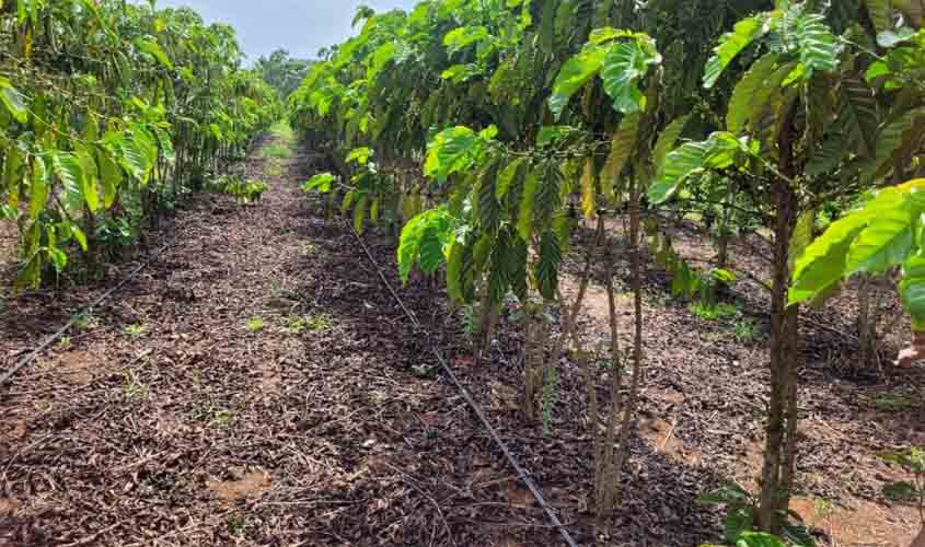 Conhecido pelo cultivo de grãos, Cone Sul de Rondônia prospera com produção de café