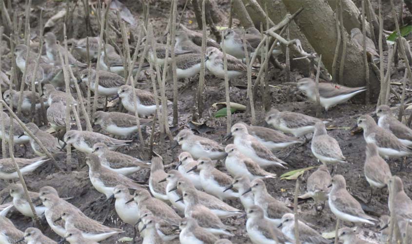 O descanso dos maçaricos-rasteirinhos