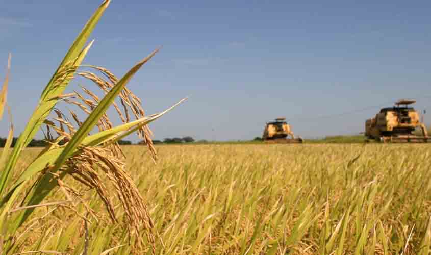 Boletim da Conab revela que 80% do plantio de arroz já foi concluído no estado