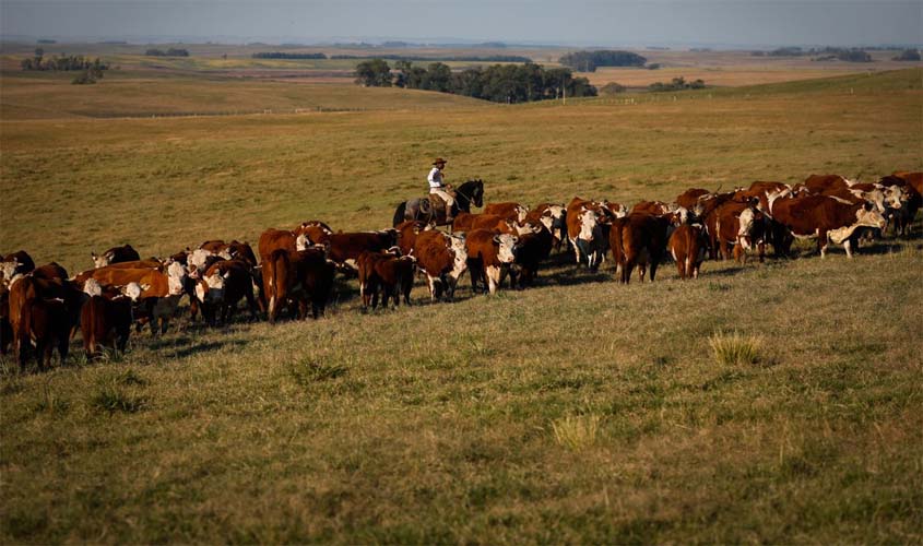 Febre aftosa: campanha de vacinação termina sábado