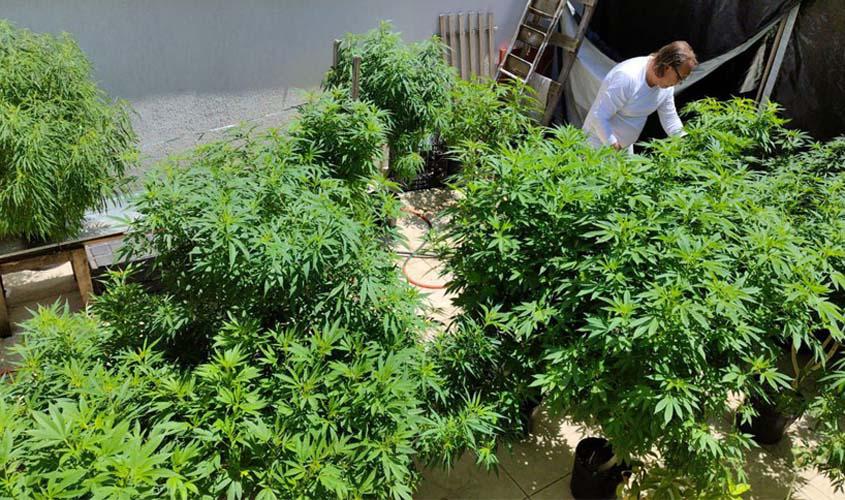 Venda nas farmácias de produtos à base de cannabis cresce 342,3%
