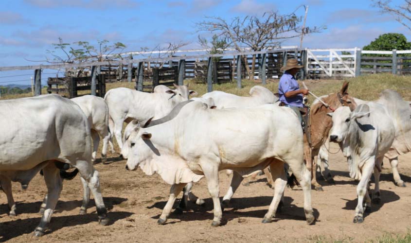 Ações para prevenção e controle da raiva são intensificadas para fortalecimento da defesa sanitária animal