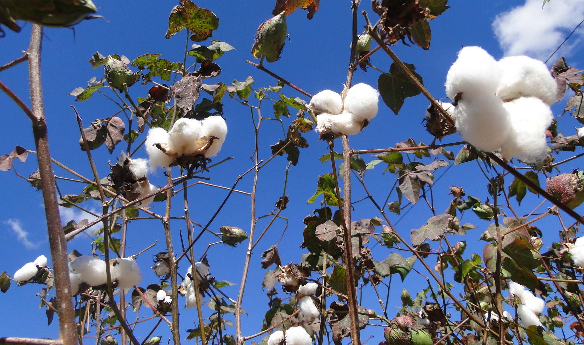 Conab revela que Rondônia é terceiro maior produtor de algodão na região Norte