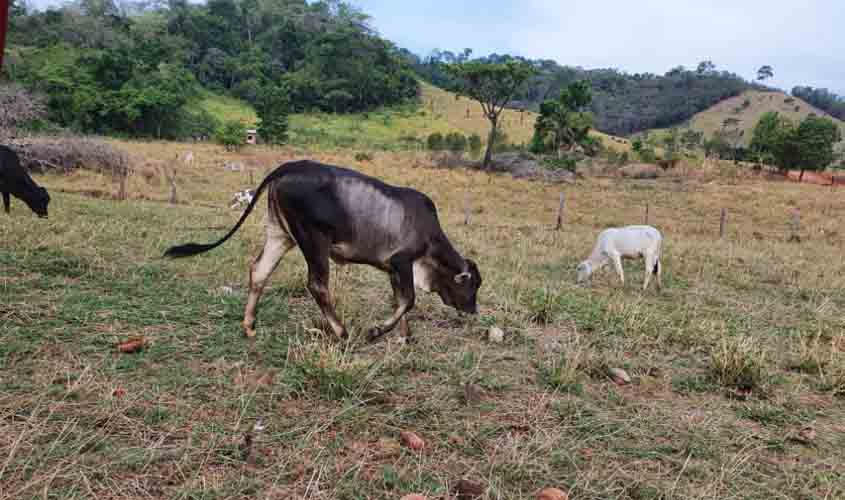 Sepat realiza audiências públicas on-line para regularizar oito mil imóveis na zona rural de Rondônia