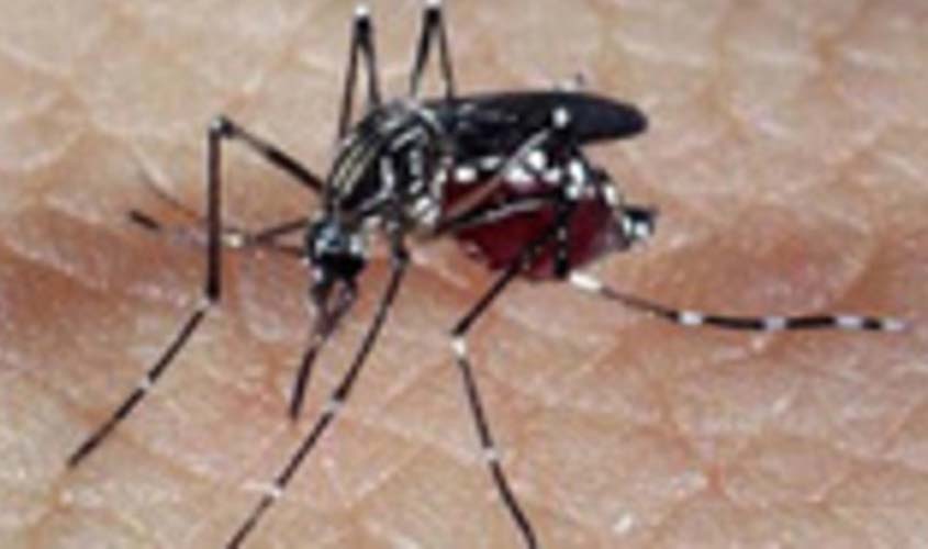 MINUTO DA SAÚDE: Brasil enfrenta maior epidemia de dengue da história