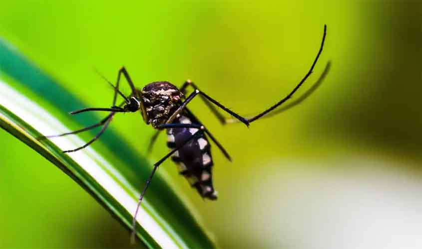 Ministério da Saúde quer incorporar vacina contra chikungunya ao SUS