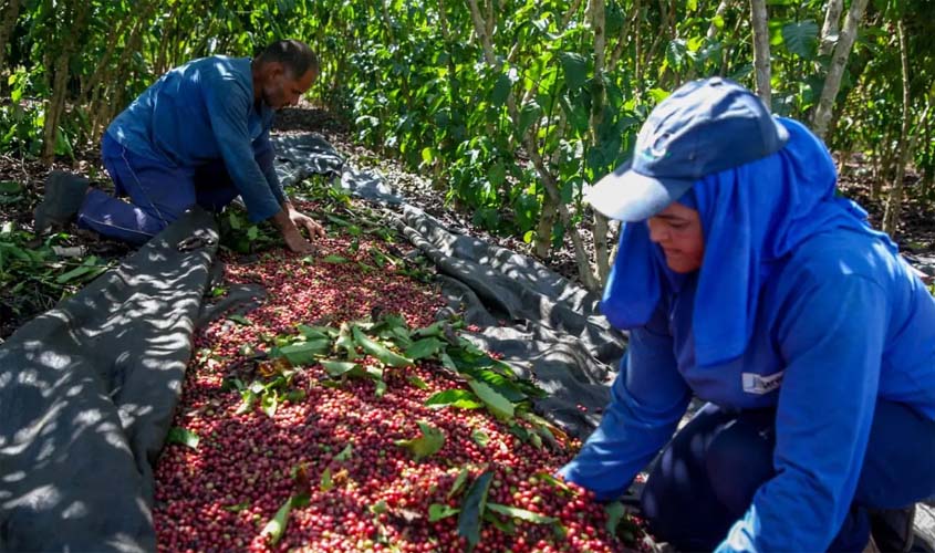 Robusta Amazônico de Rondônia se destaca no Brasil e no exterior