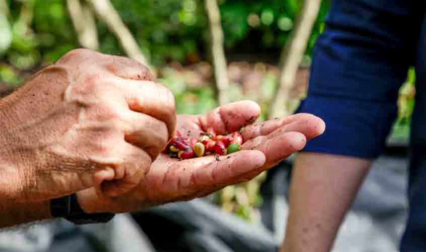 Produtores de café de Rondônia solicitam ao Ministério da Economia criação de entidade ao setor