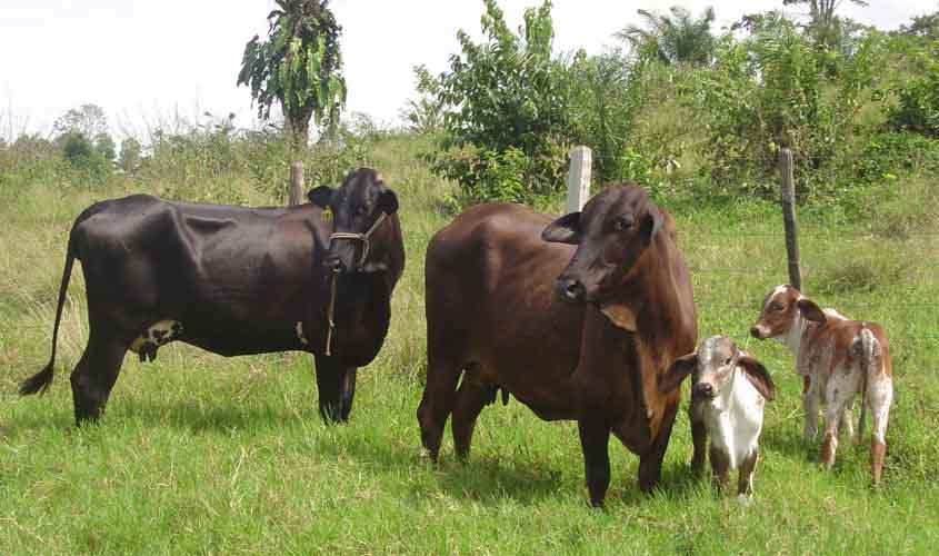 Assistência técnica e políticas de desenvolvimento agropecuário reforçam atendimento a produtores rurais de Rondônia