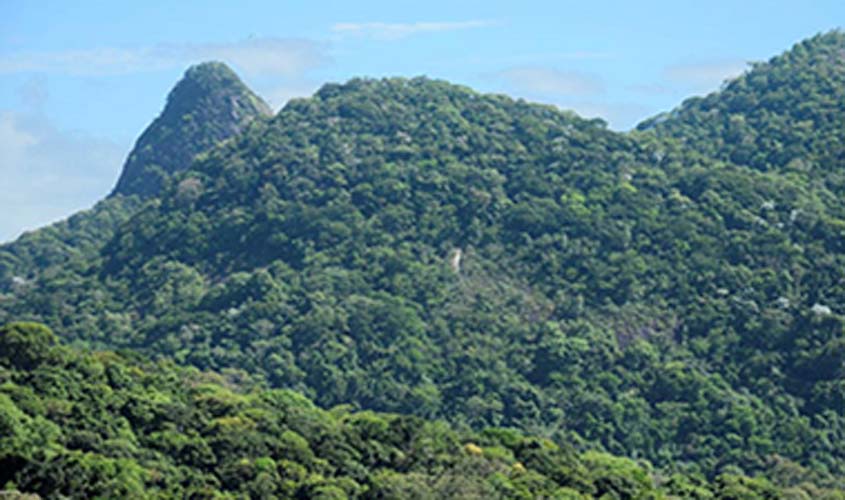 STF rejeita ação do ex-presidente Bolsonaro sobre aplicação do Código Florestal à Mata Atlântica