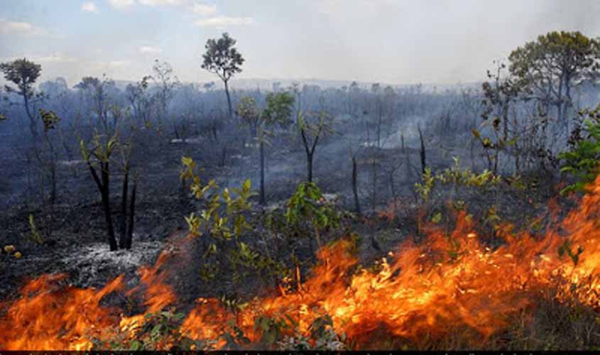 Florestas na Amazônia pós-fogo demoram sete anos para recuperar funções 